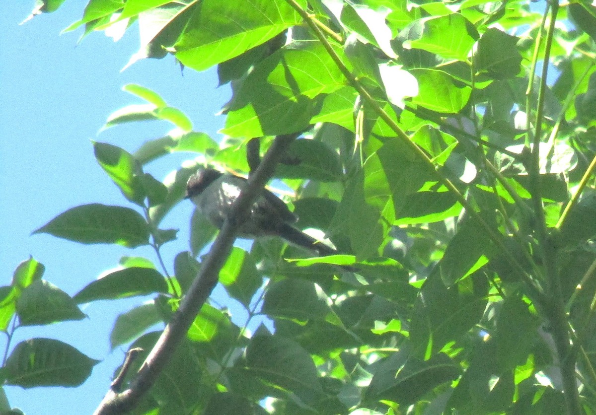 Long-tailed Tit - ML638358112