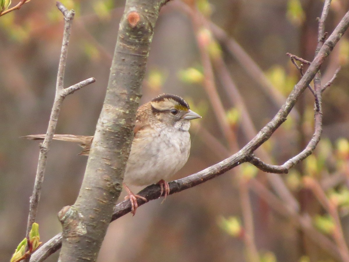 White-throated Sparrow - ML638358116