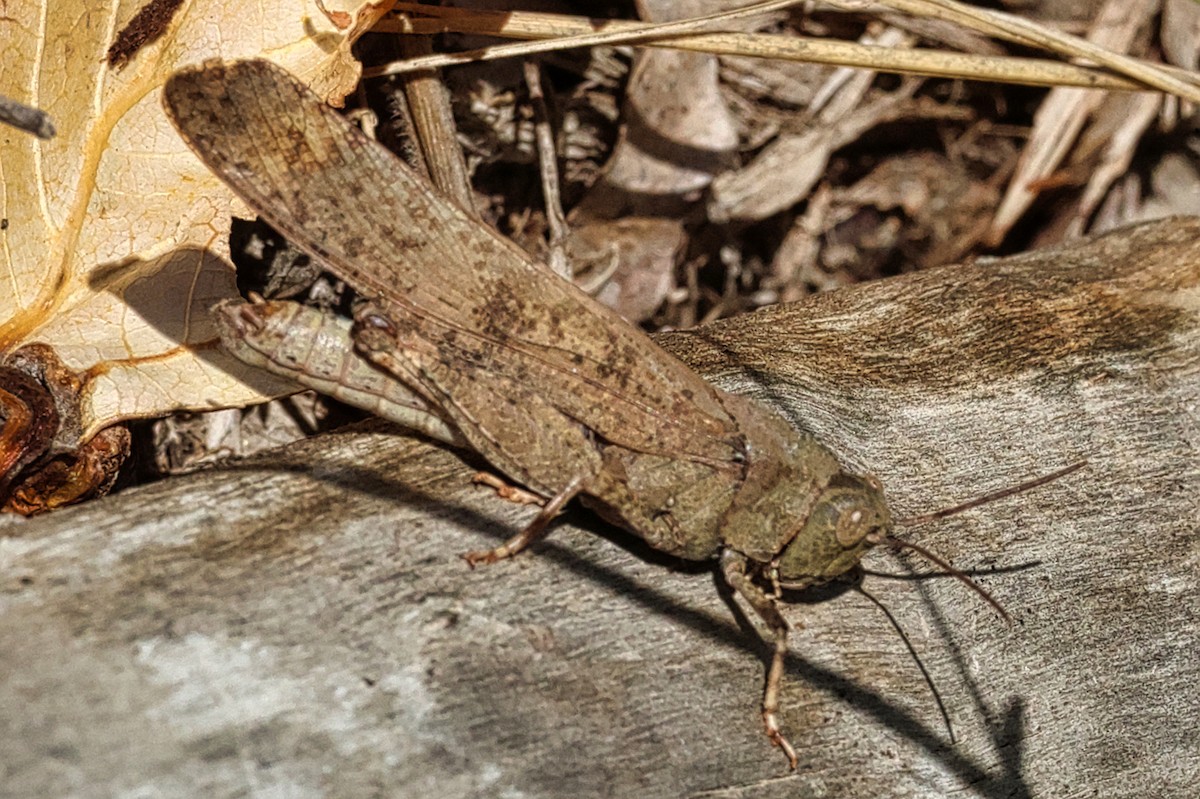 Insects - ML638358124