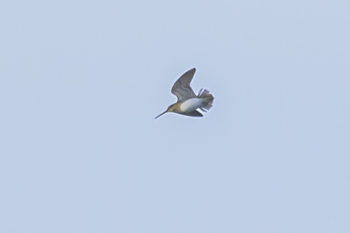 Pantanal Snipe - ML638358154