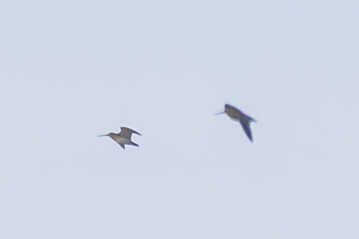Pantanal Snipe - ML638358155