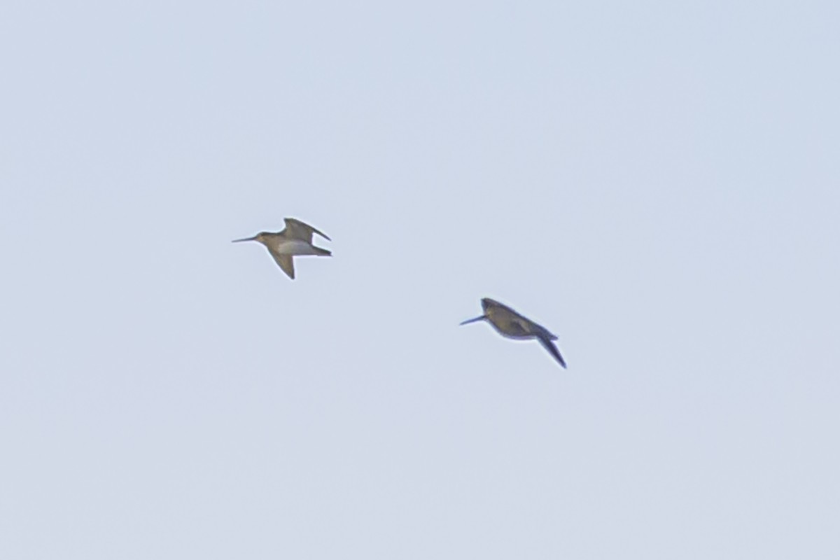 Pantanal Snipe - ML638358156