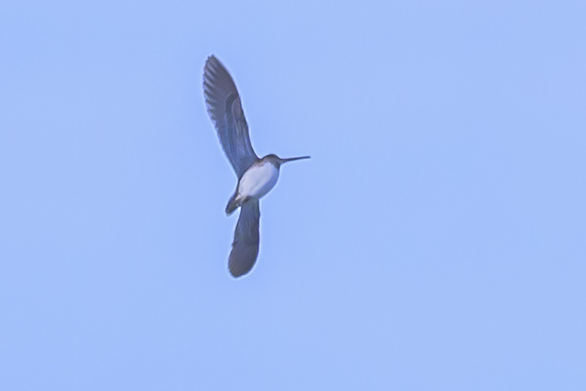 Pantanal Snipe - ML638358159