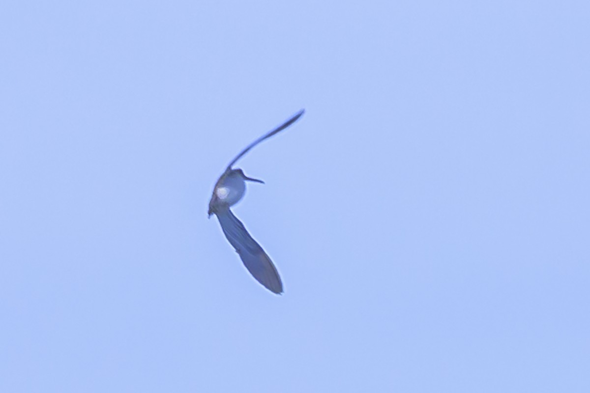 Pantanal Snipe - ML638358161