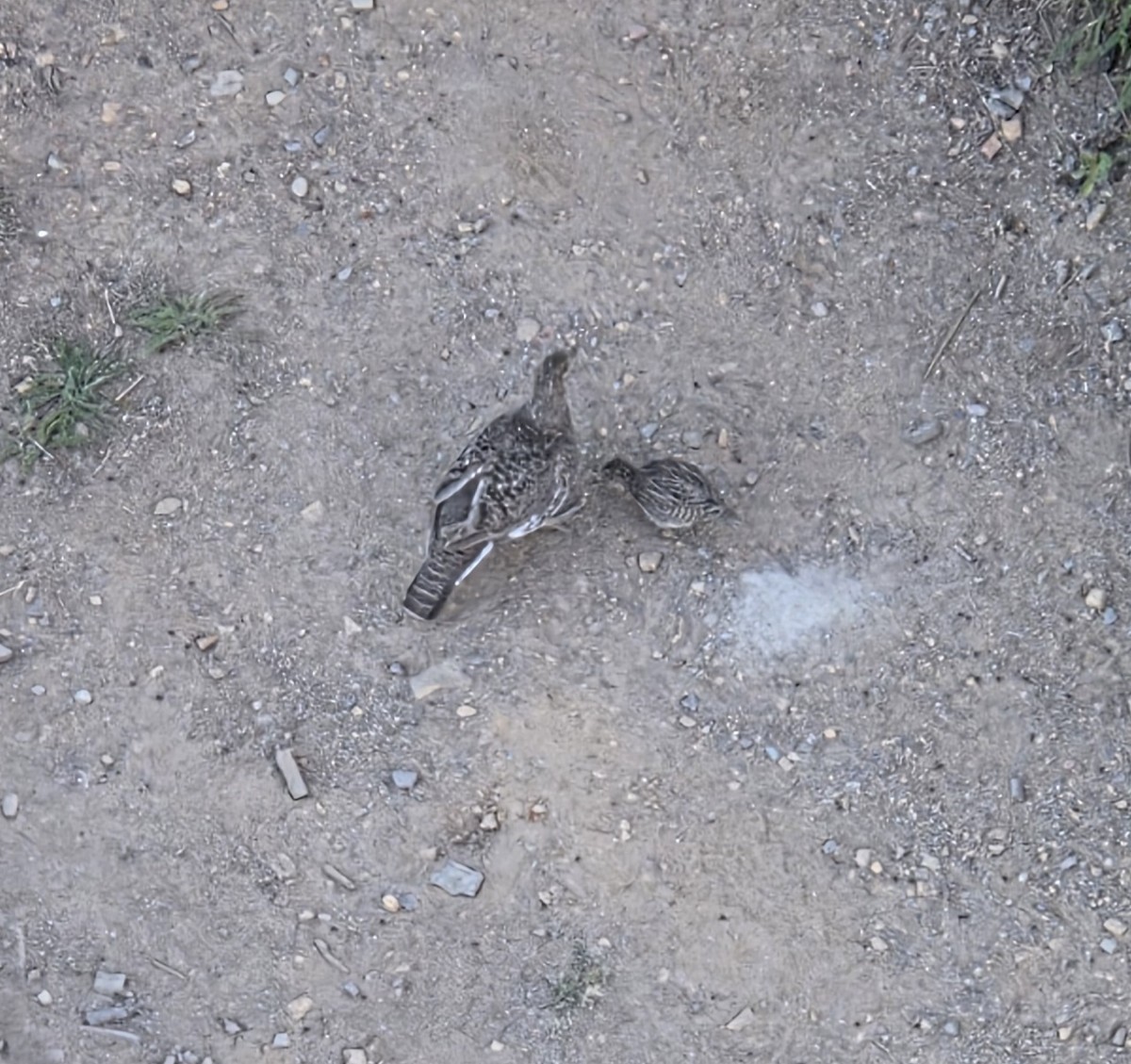 Dusky Grouse - ML638358162