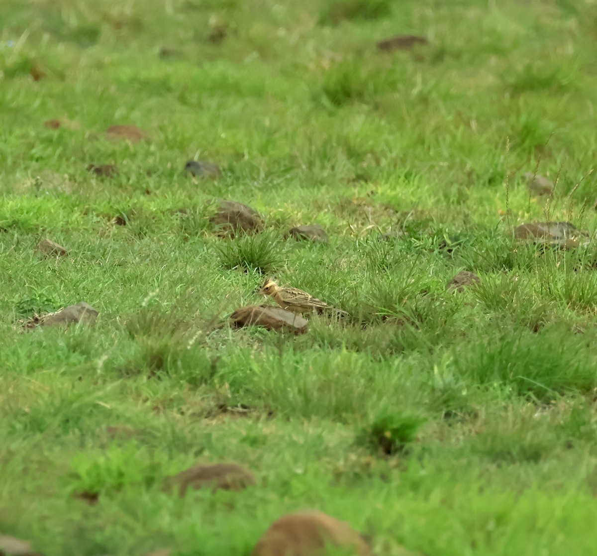 Tawny Lark - ML638358167
