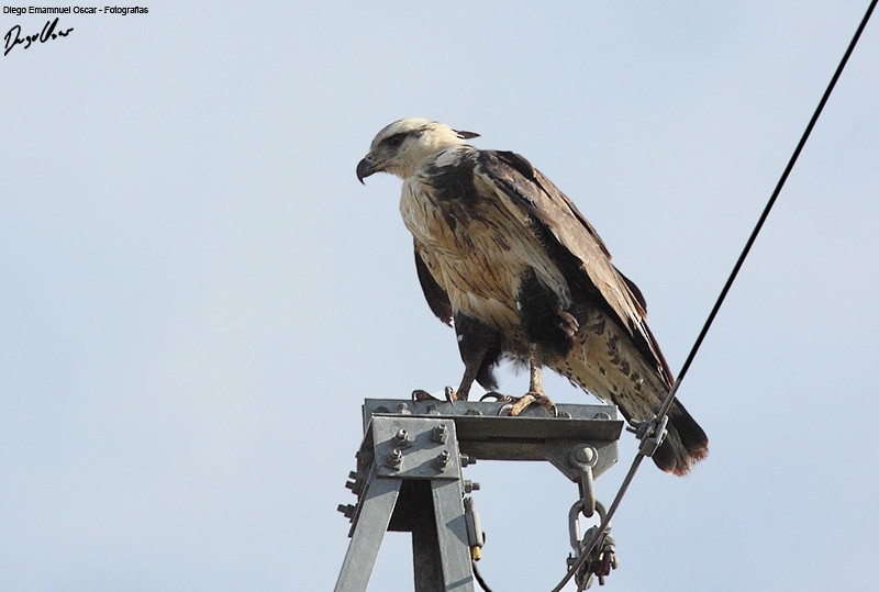 Chaco Eagle - ML638358171