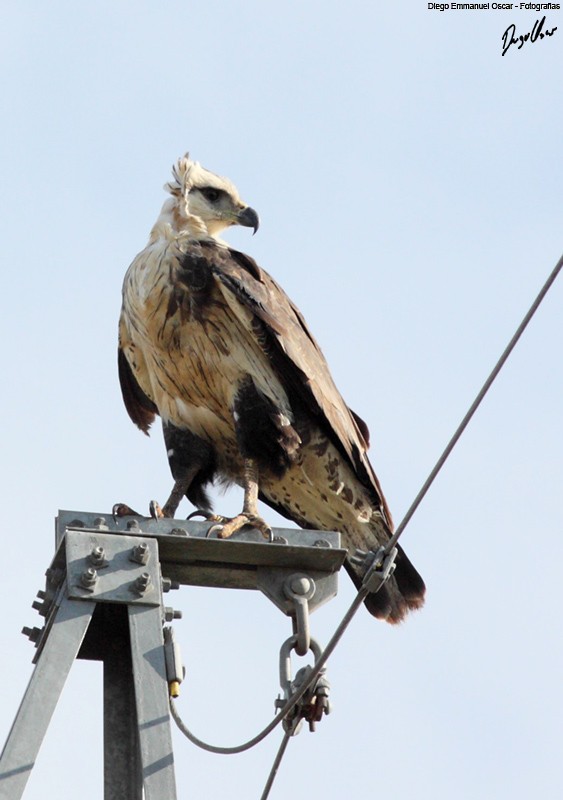 Chaco Eagle - ML638358172