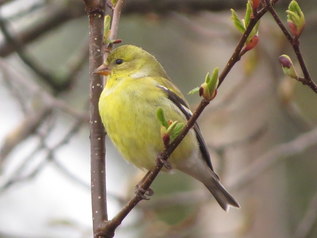 American Goldfinch - ML638358178