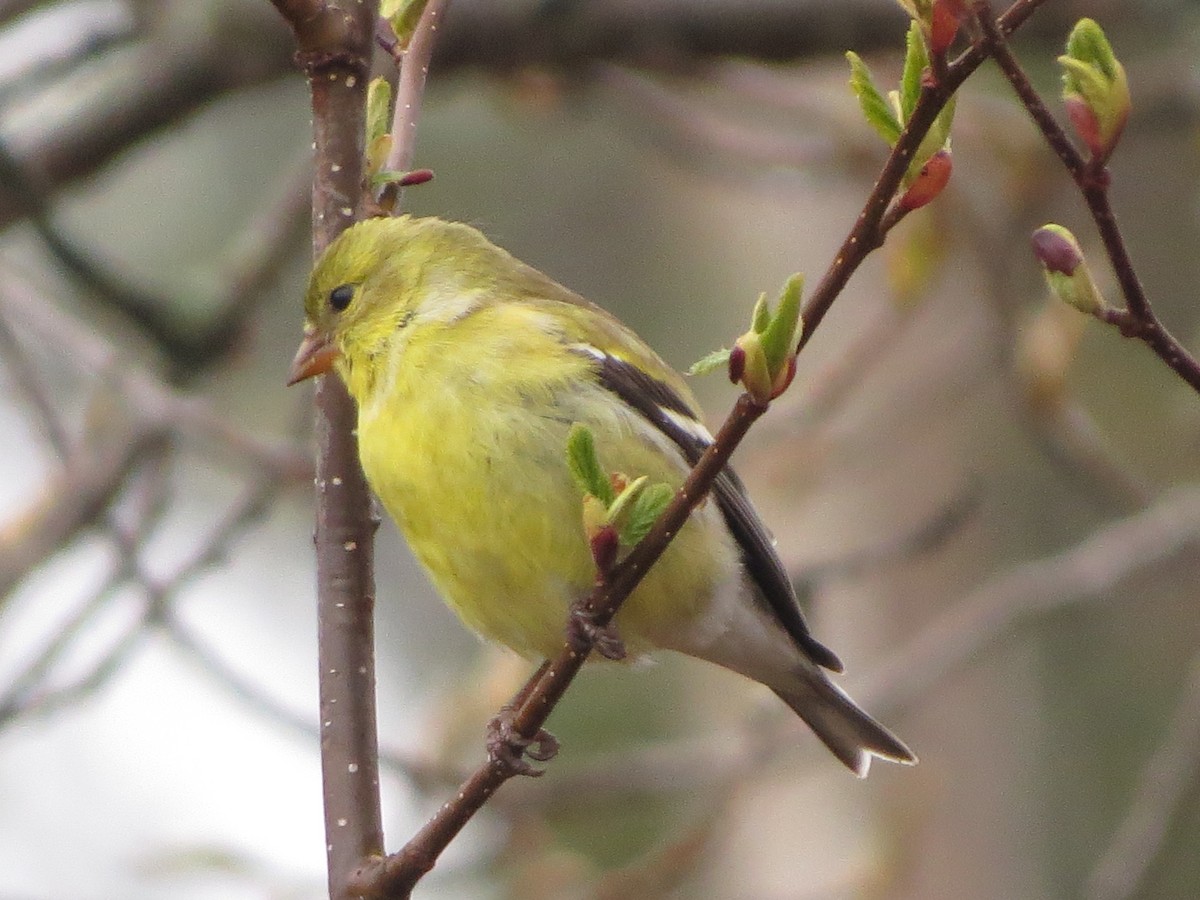 American Goldfinch - ML638358179
