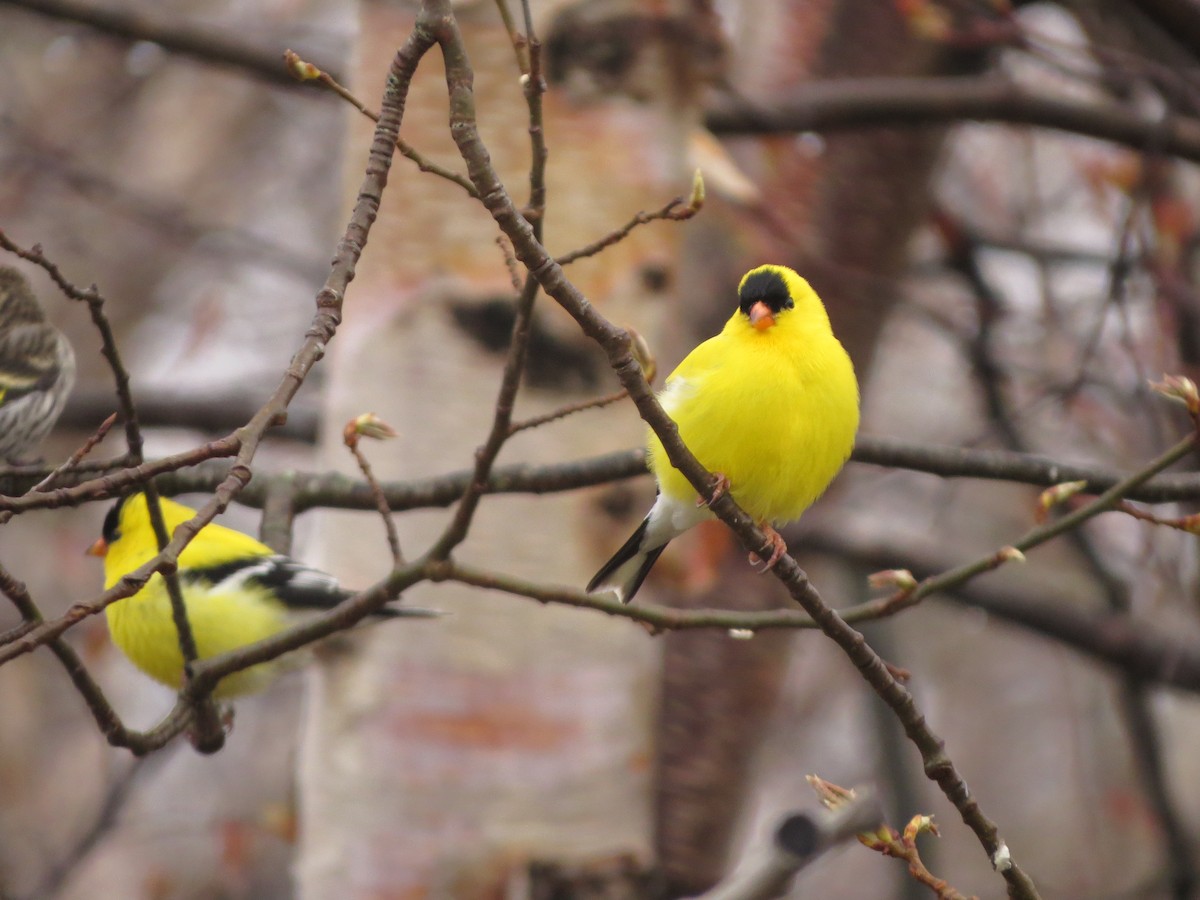 American Goldfinch - ML638358180