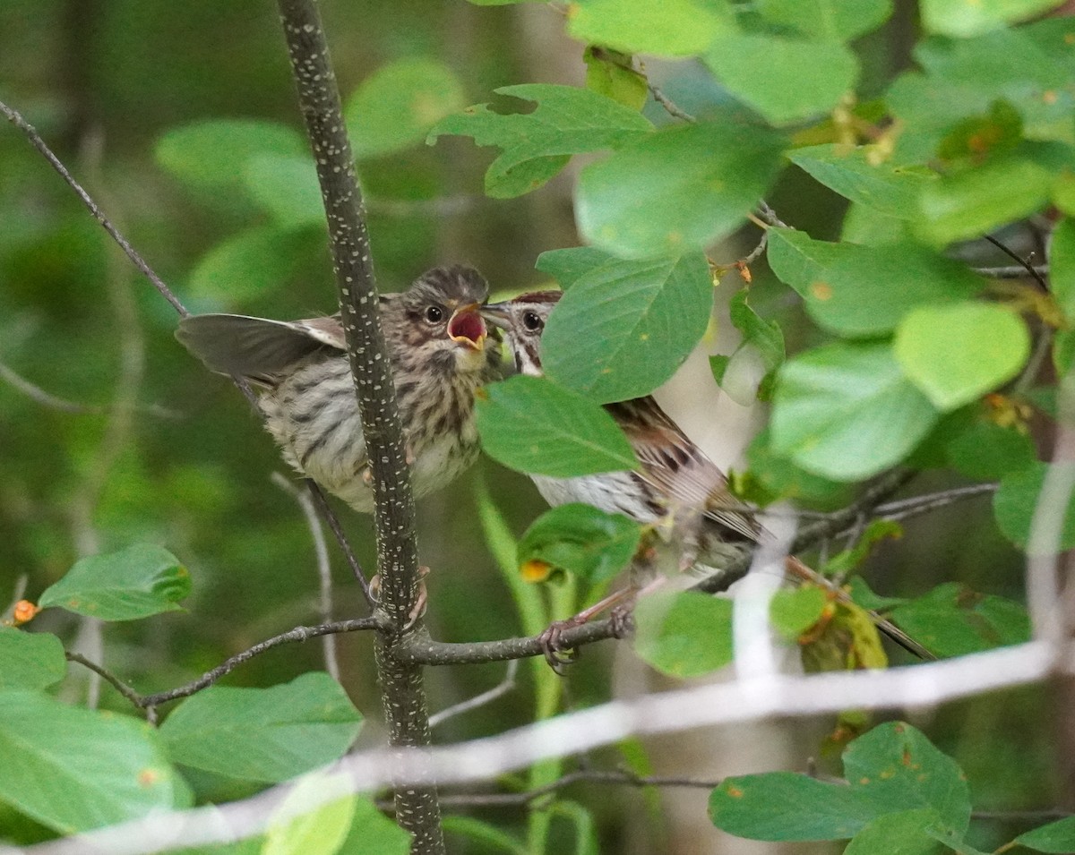 Song Sparrow - ML638358187