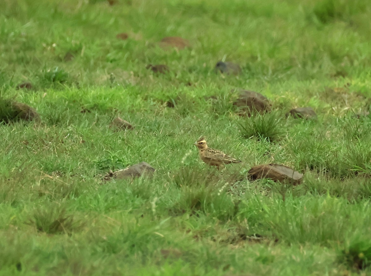 Tawny Lark - ML638358191