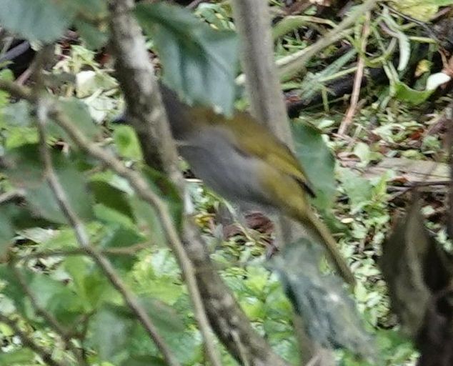 Dusky Chlorospingus - ML638358206