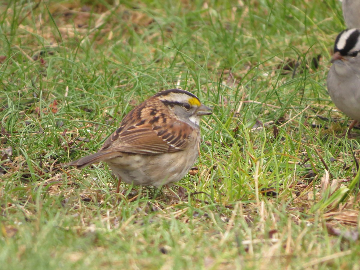 White-throated Sparrow - ML638358217