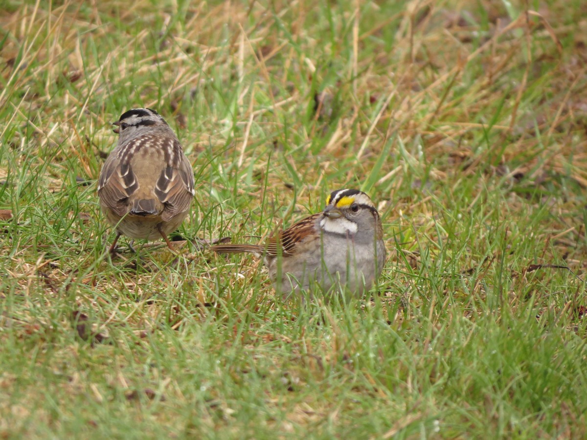 White-throated Sparrow - ML638358218