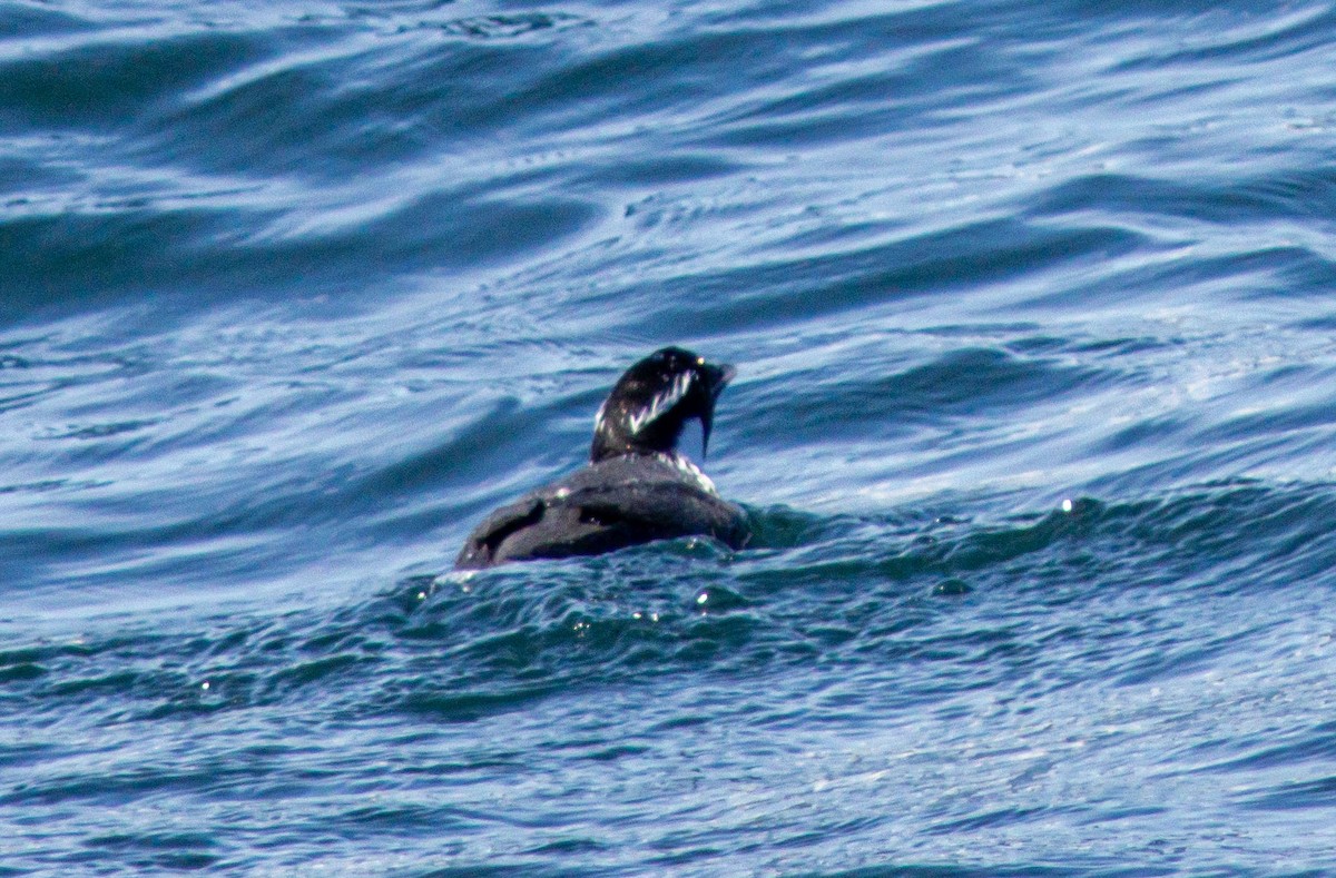 Ancient Murrelet - ML638358222