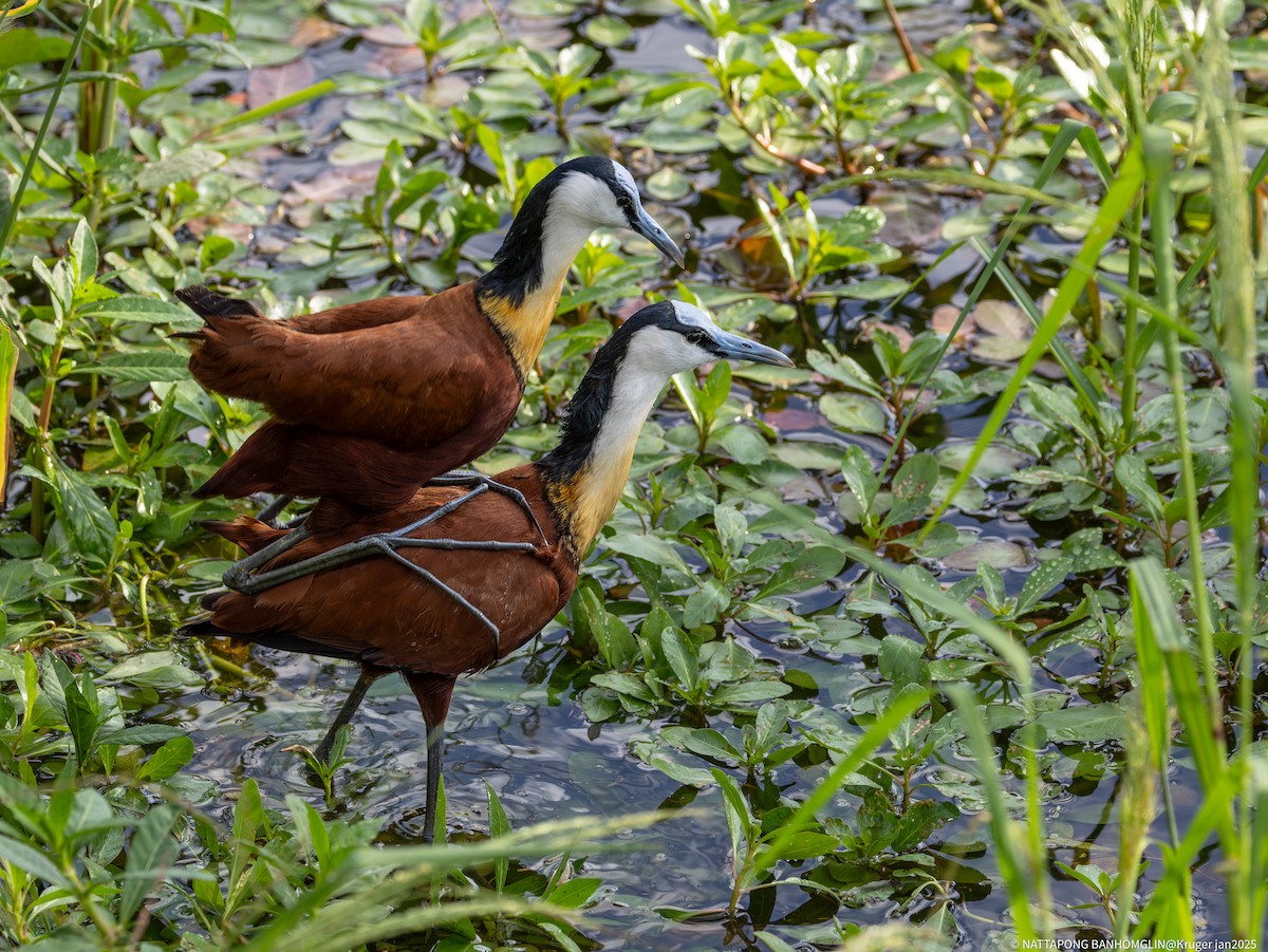 African Jacana - ML638358226