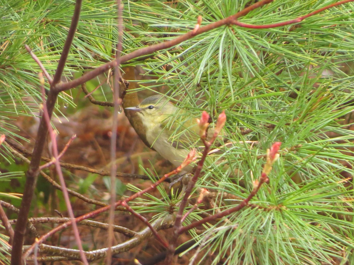 møllparula - ML638358230