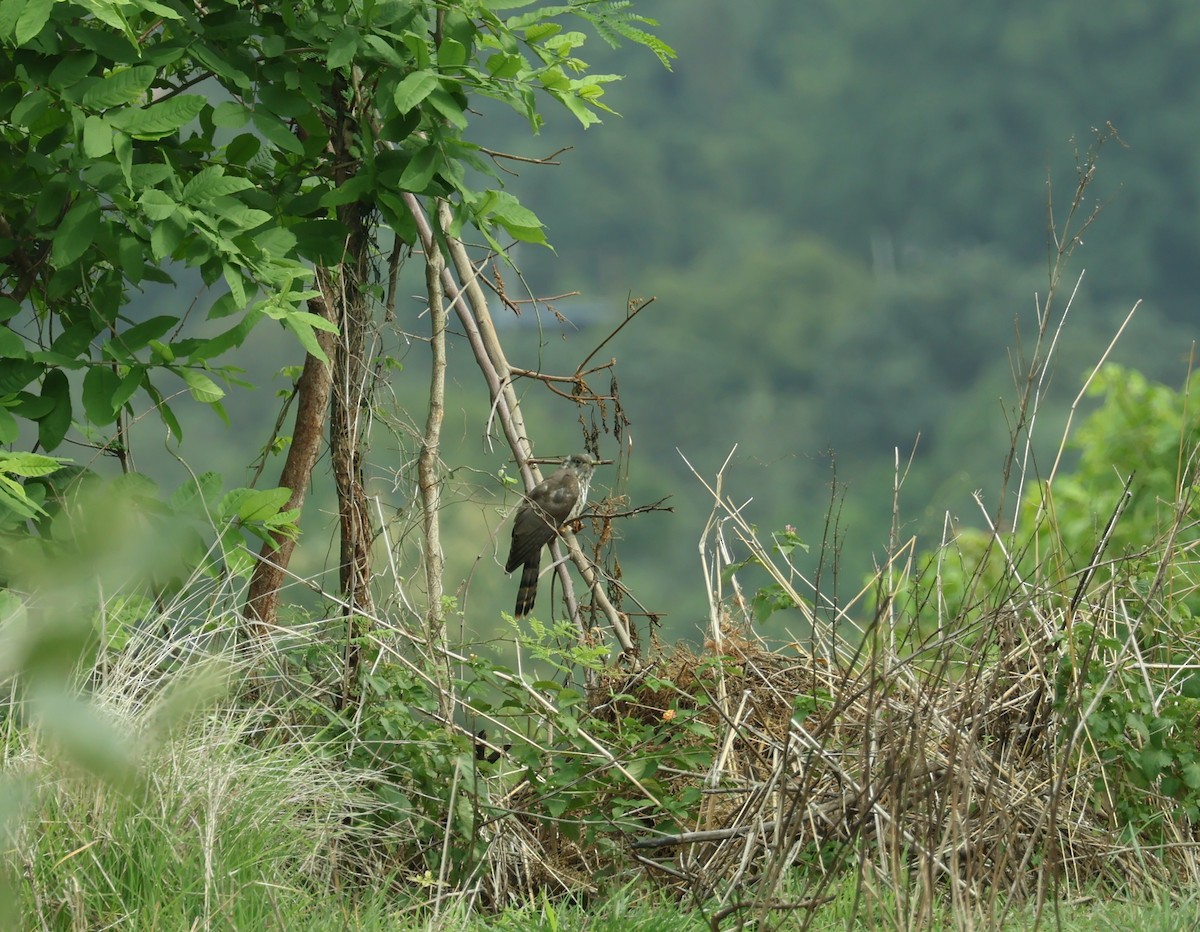 Common Hawk-Cuckoo - ML638358259
