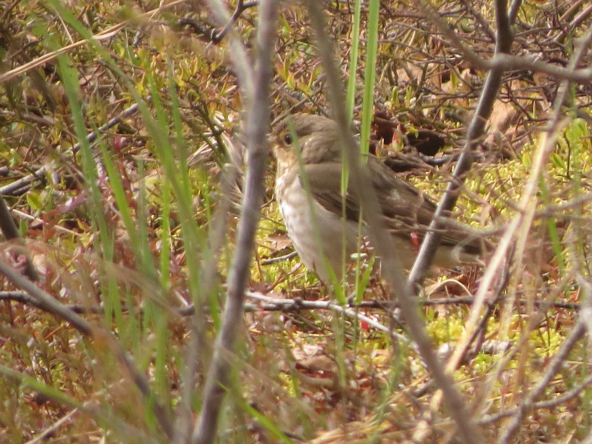 Gray-cheeked Thrush - ML638358276