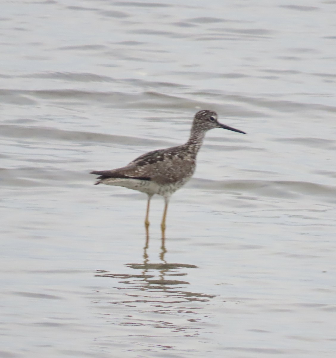 plystresnipe - ML638358277