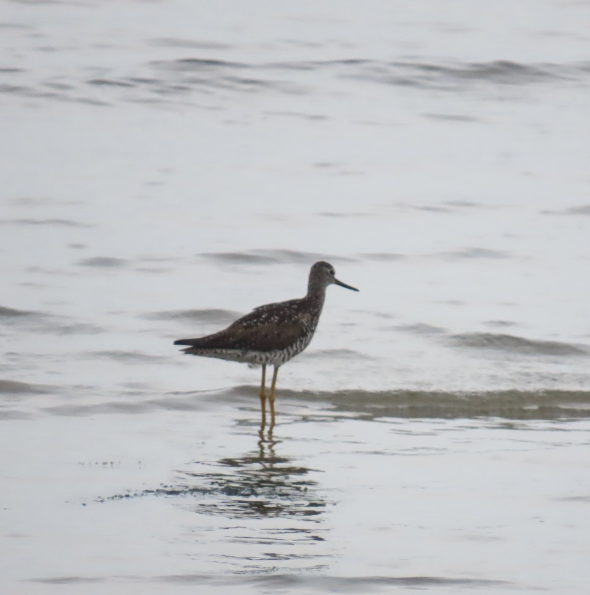 plystresnipe - ML638358278