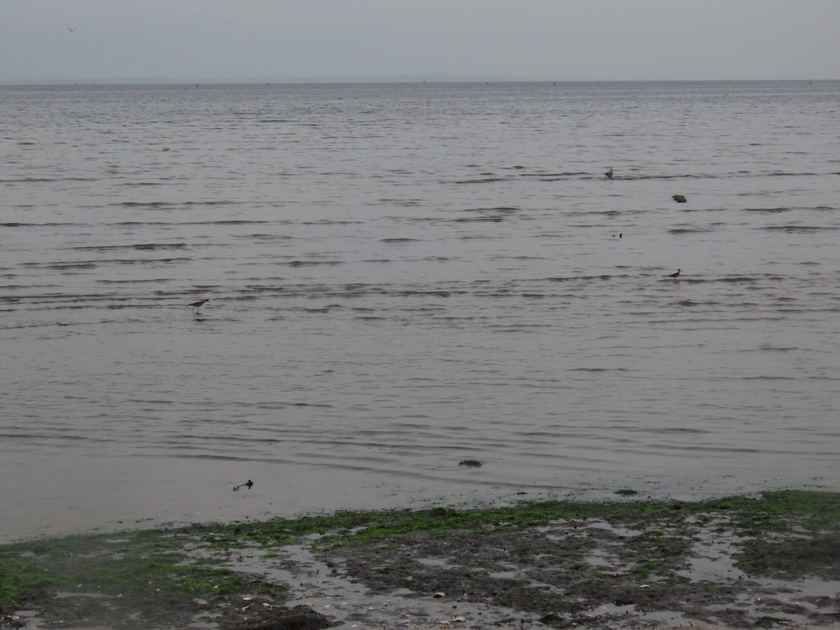 plystresnipe - ML638358280