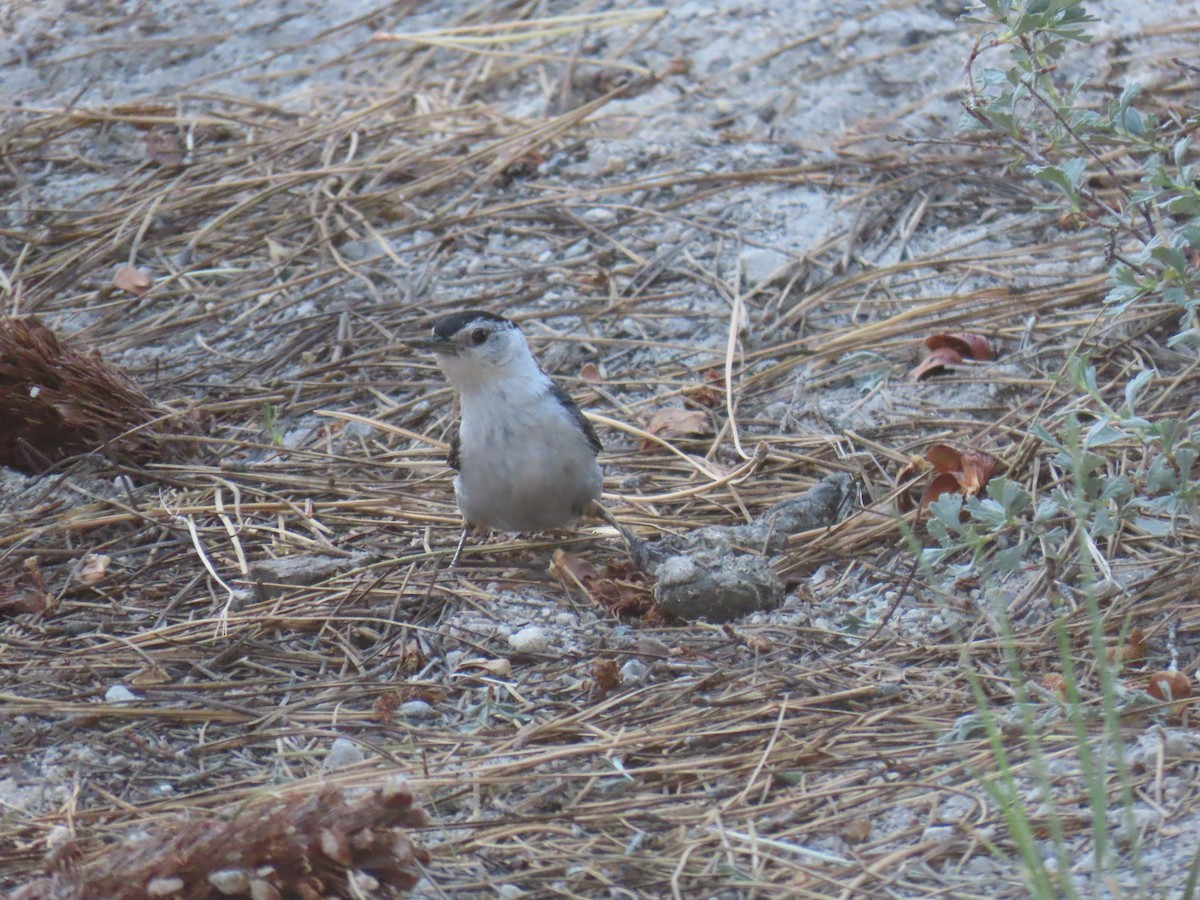 White-breasted Nuthatch - ML638358298