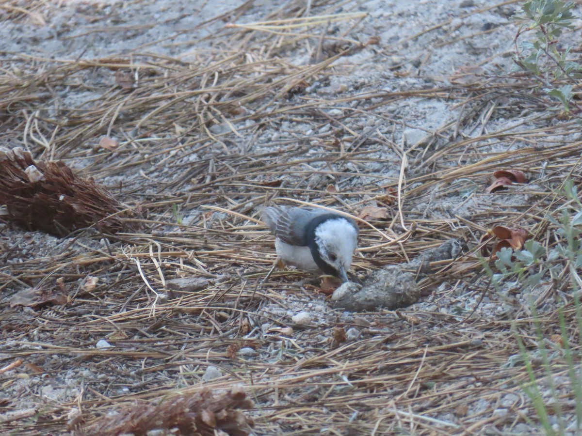 White-breasted Nuthatch - ML638358300
