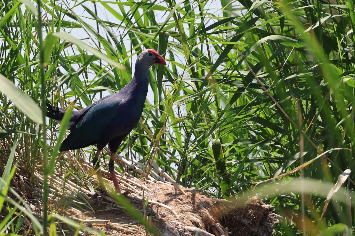 Uroilo urdin burugrisa - ML638358301