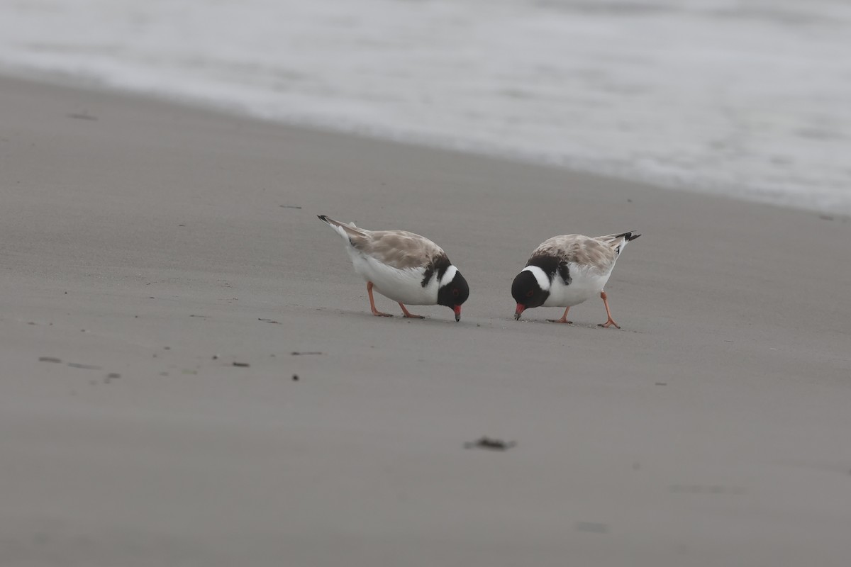 Hooded Plover - ML638358308