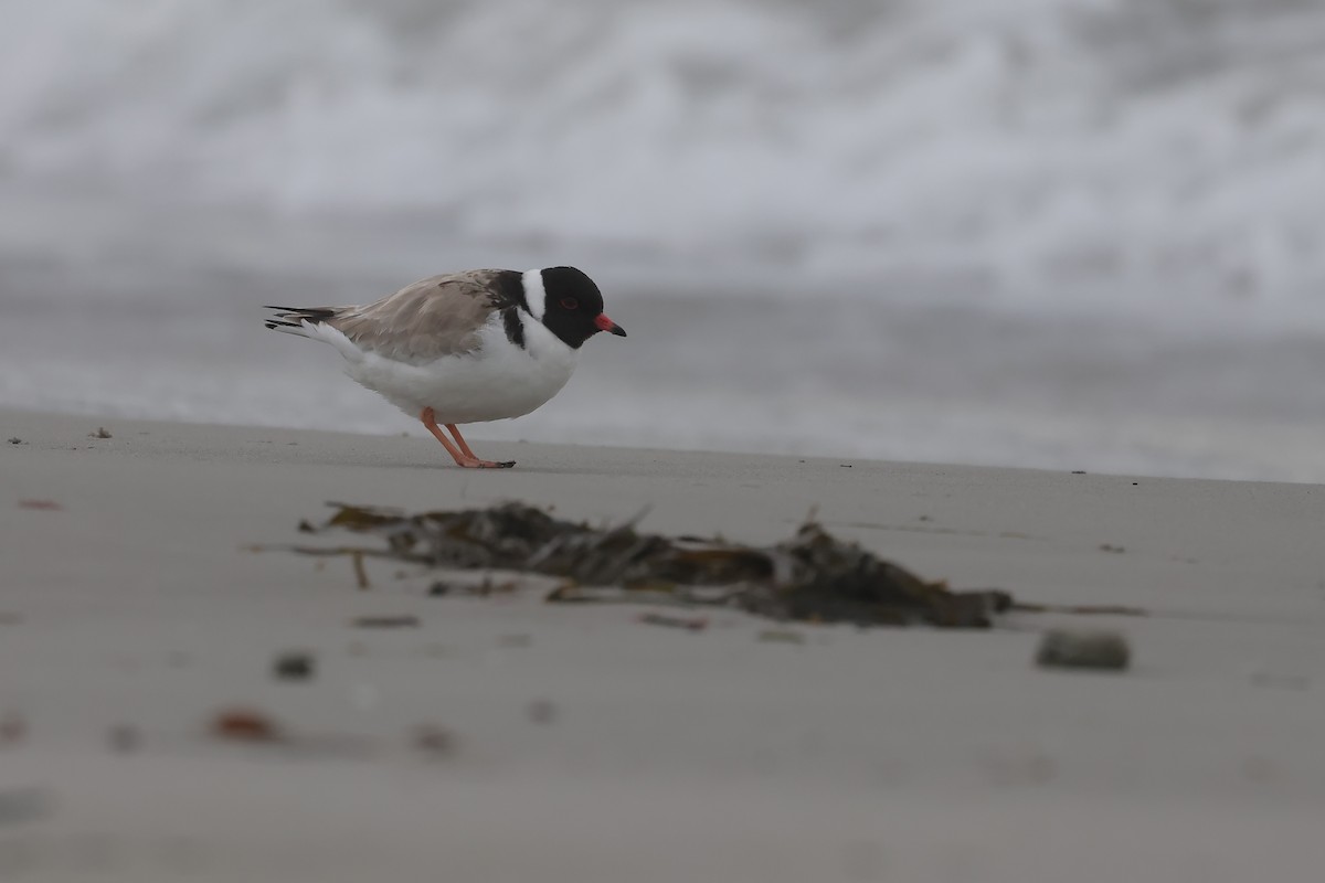 Hooded Plover - ML638358309