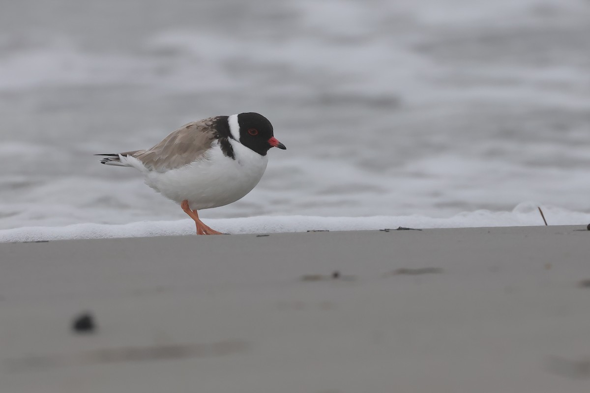 Hooded Plover - ML638358310