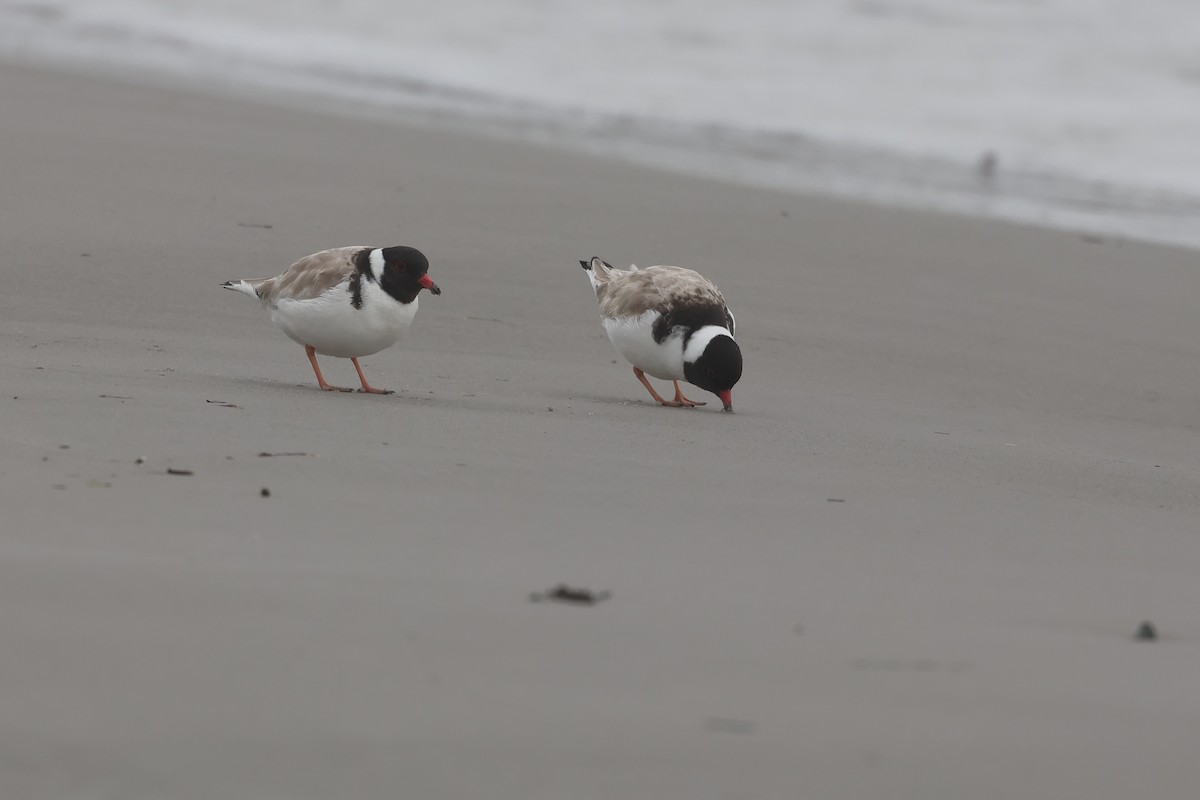 Hooded Plover - ML638358311
