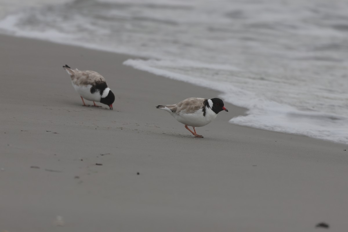 Hooded Plover - ML638358313