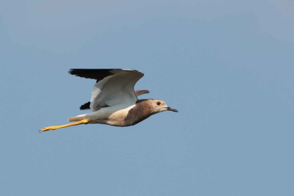 White-tailed Lapwing - ML638358319