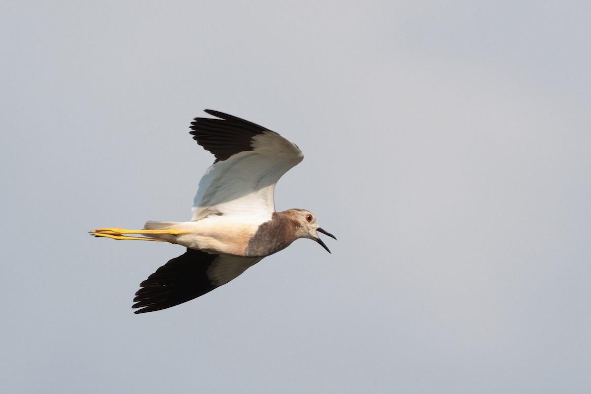 White-tailed Lapwing - ML638358320