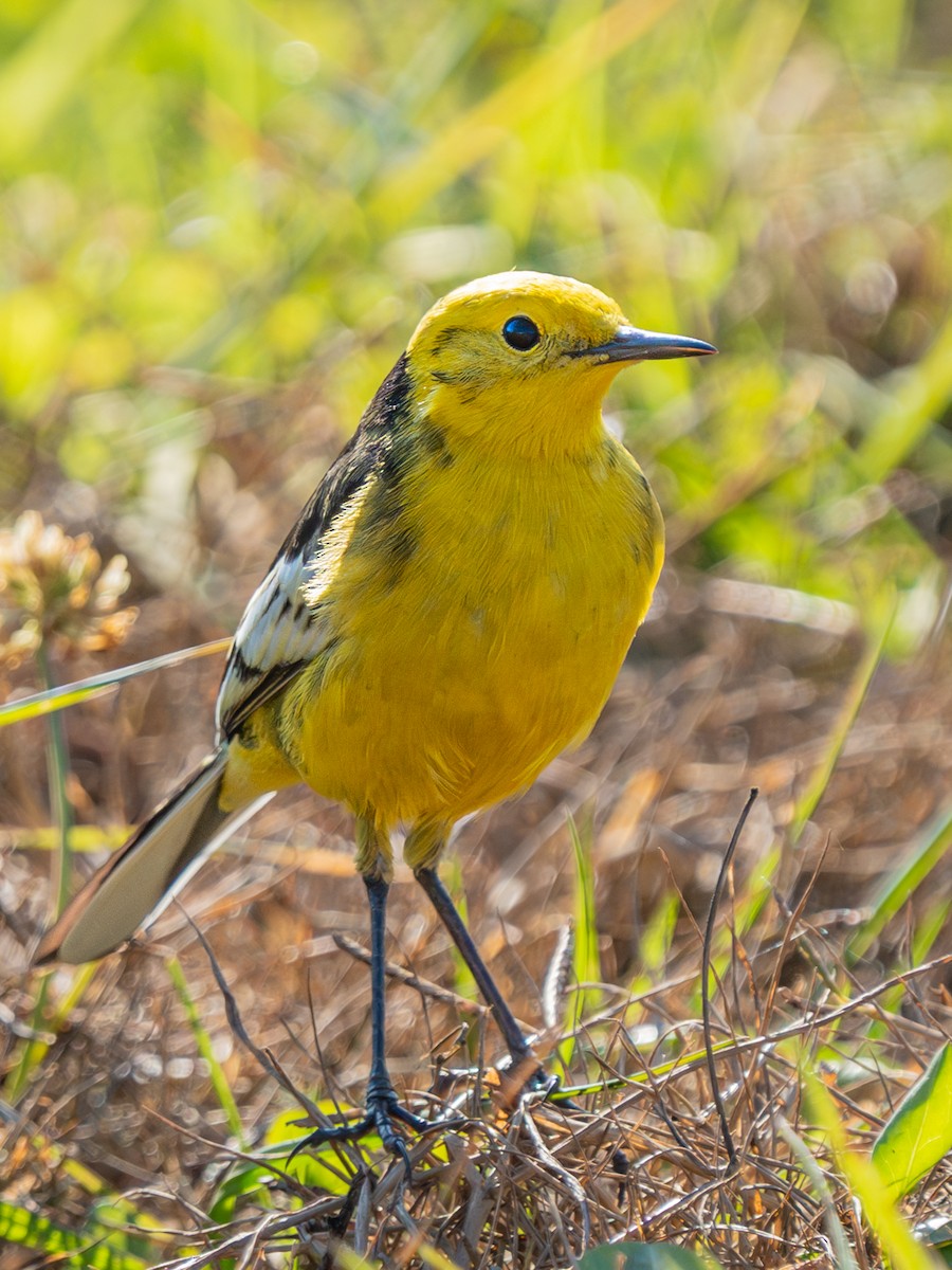 Citrine Wagtail - ML638358322