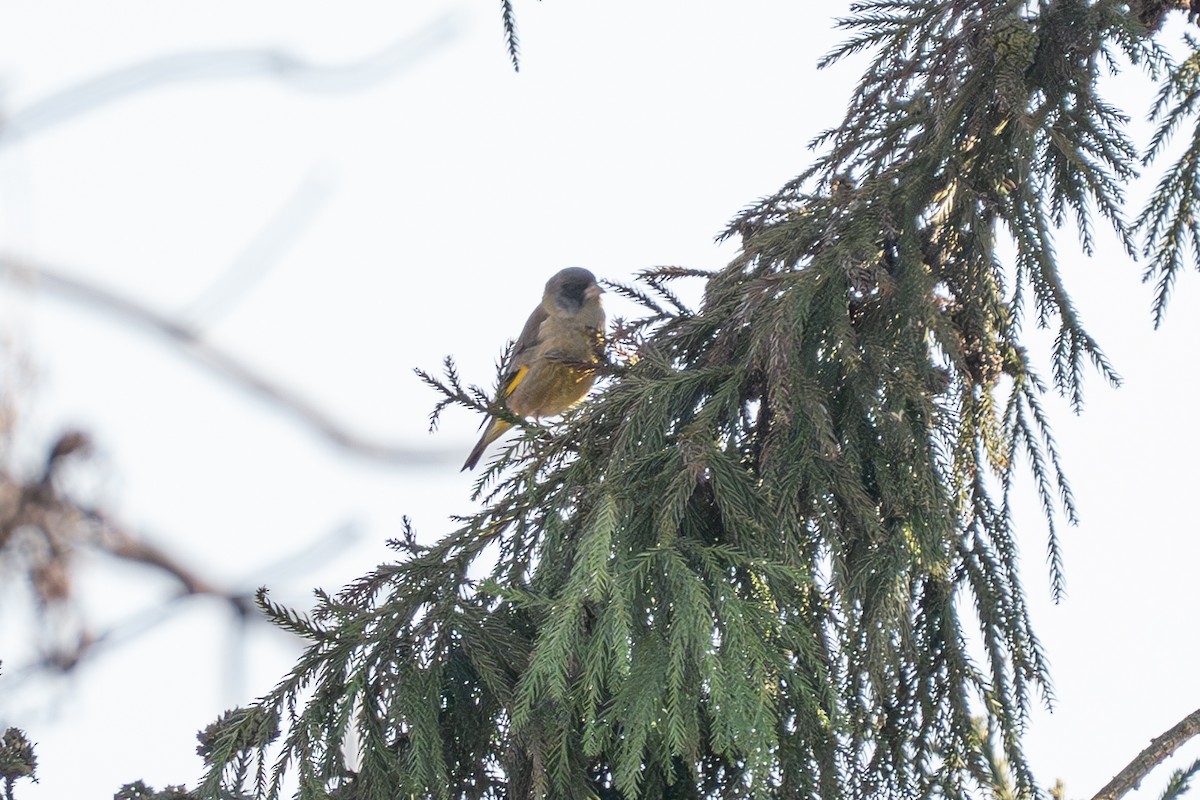 Black-headed Greenfinch - ML638358342