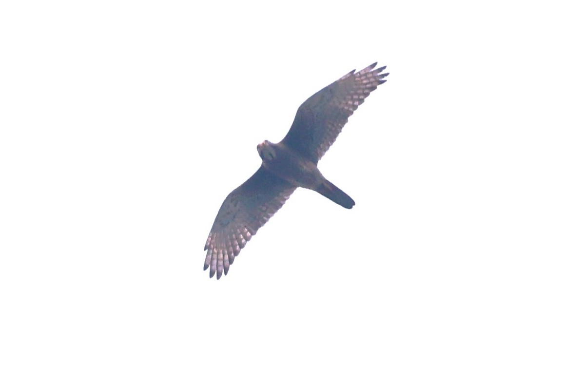 White-eyed Buzzard - ML638358344