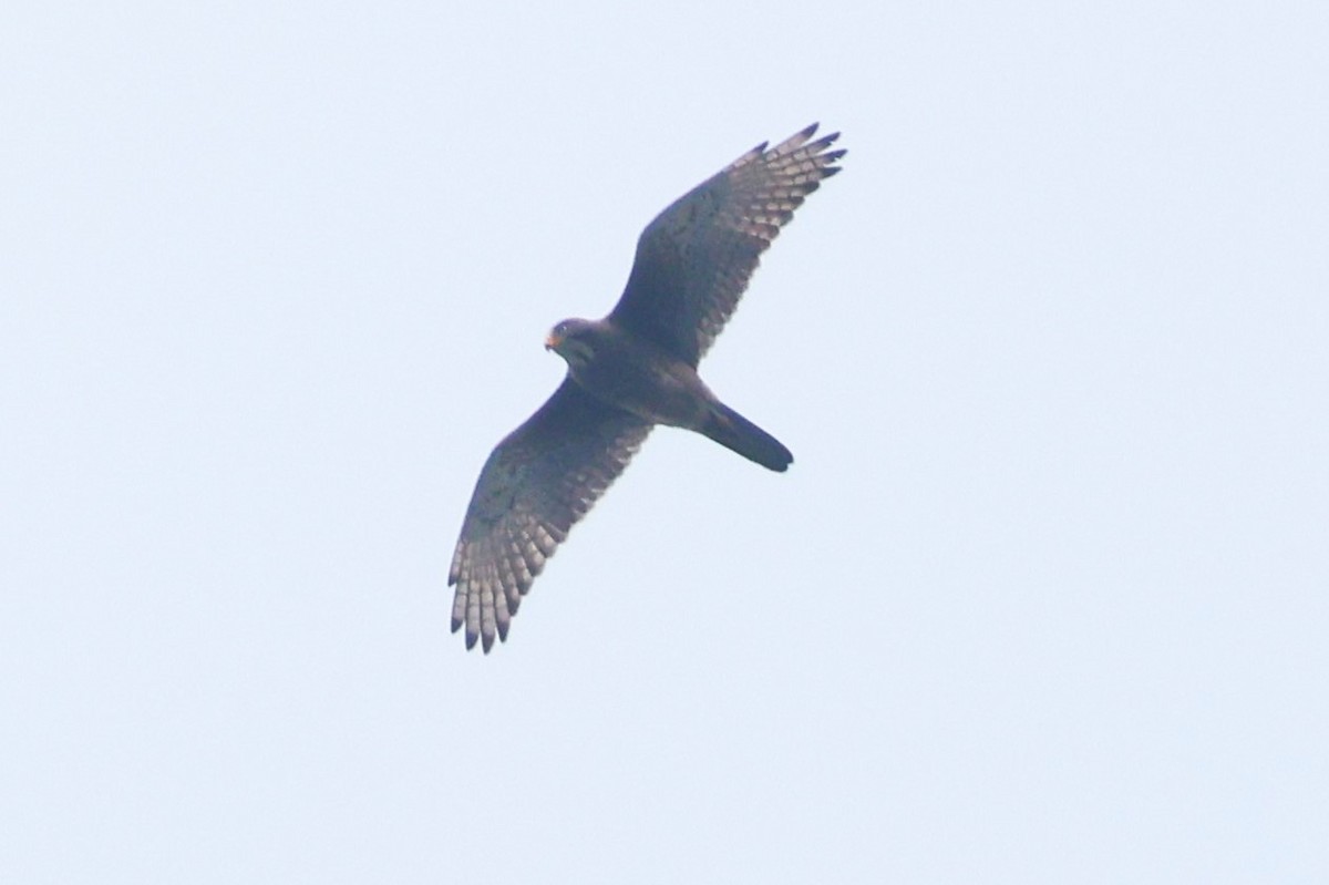 White-eyed Buzzard - ML638358349