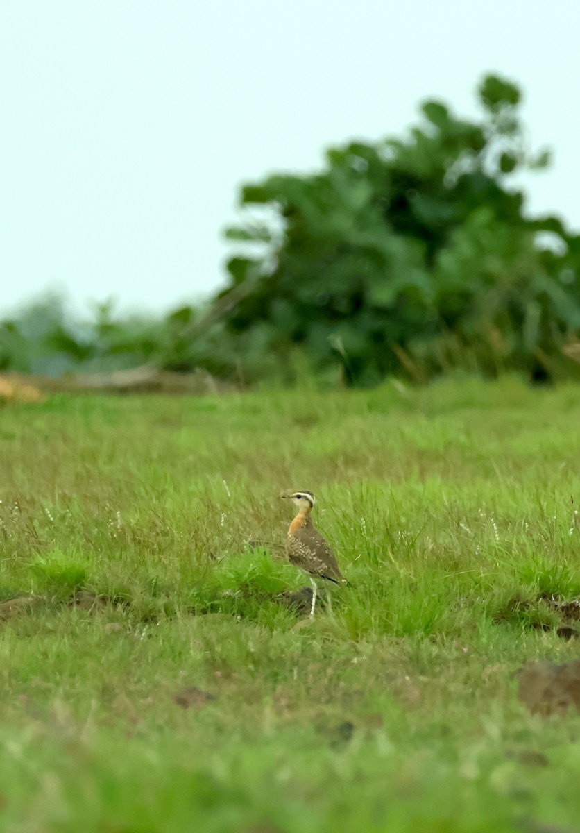 Indian Courser - ML638358350