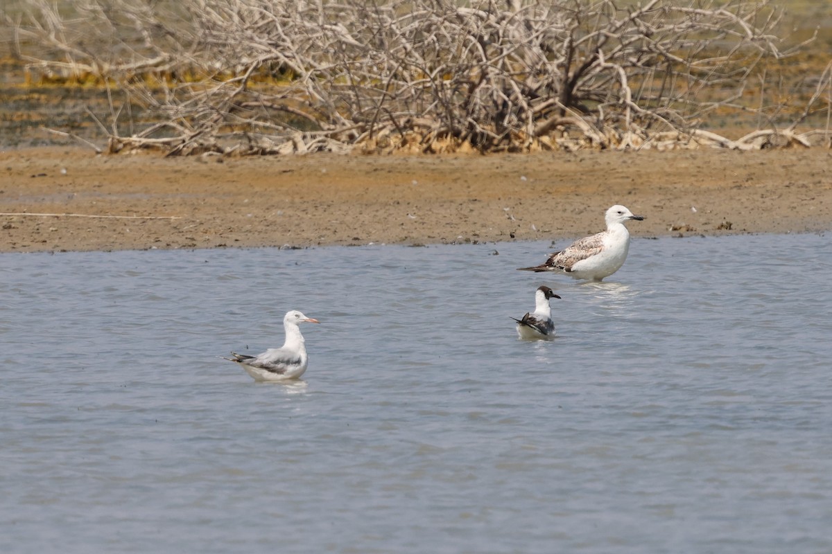 Gaviota Picofina - ML638358352