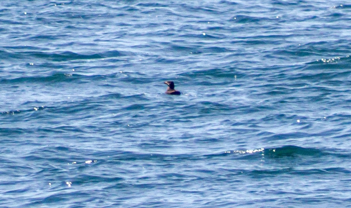 Rhinoceros Auklet - ML638358368