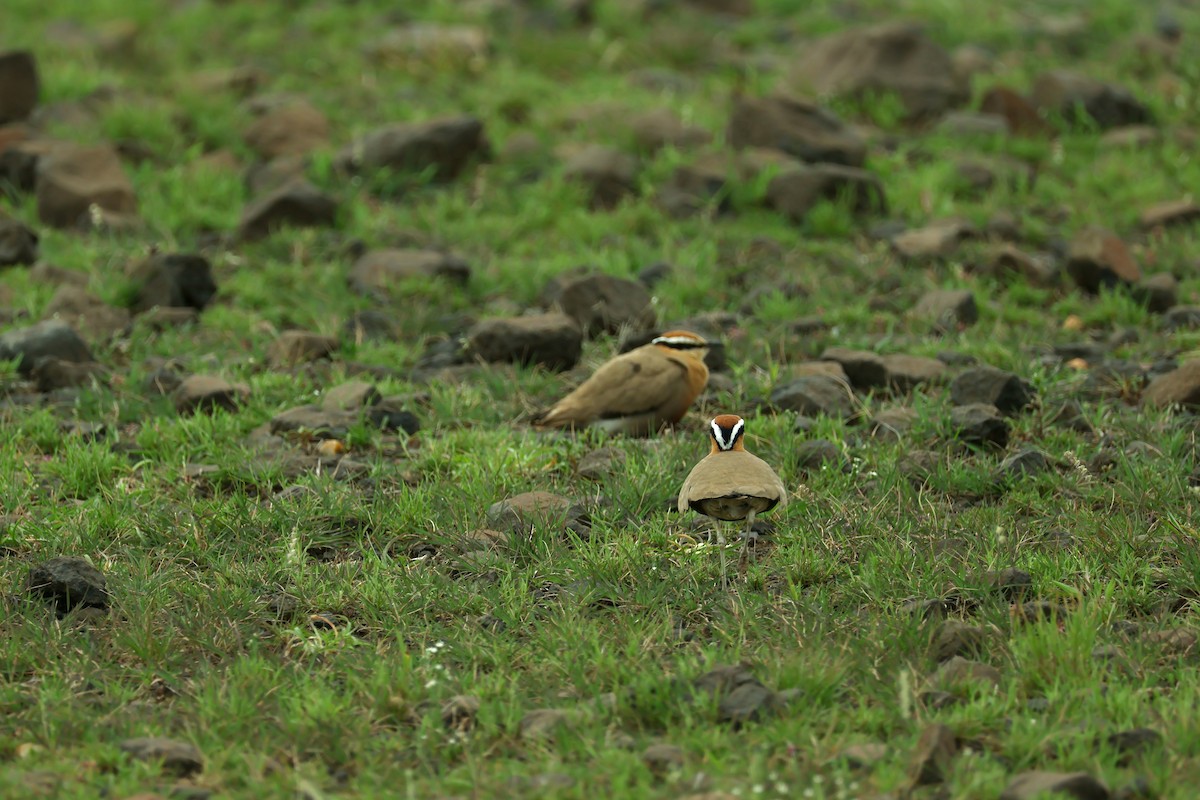 Indian Courser - ML638358369