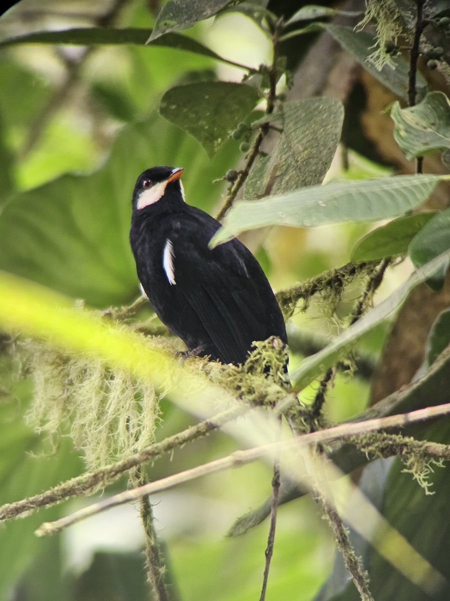 Black Solitaire - ML638358393