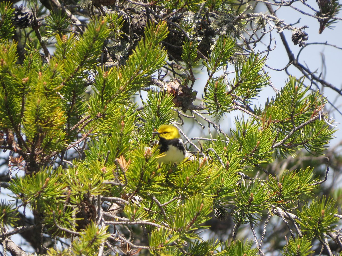 Black-throated Green Warbler - ML638358394