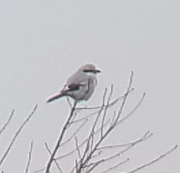 חנקן צפוני - ML638358397