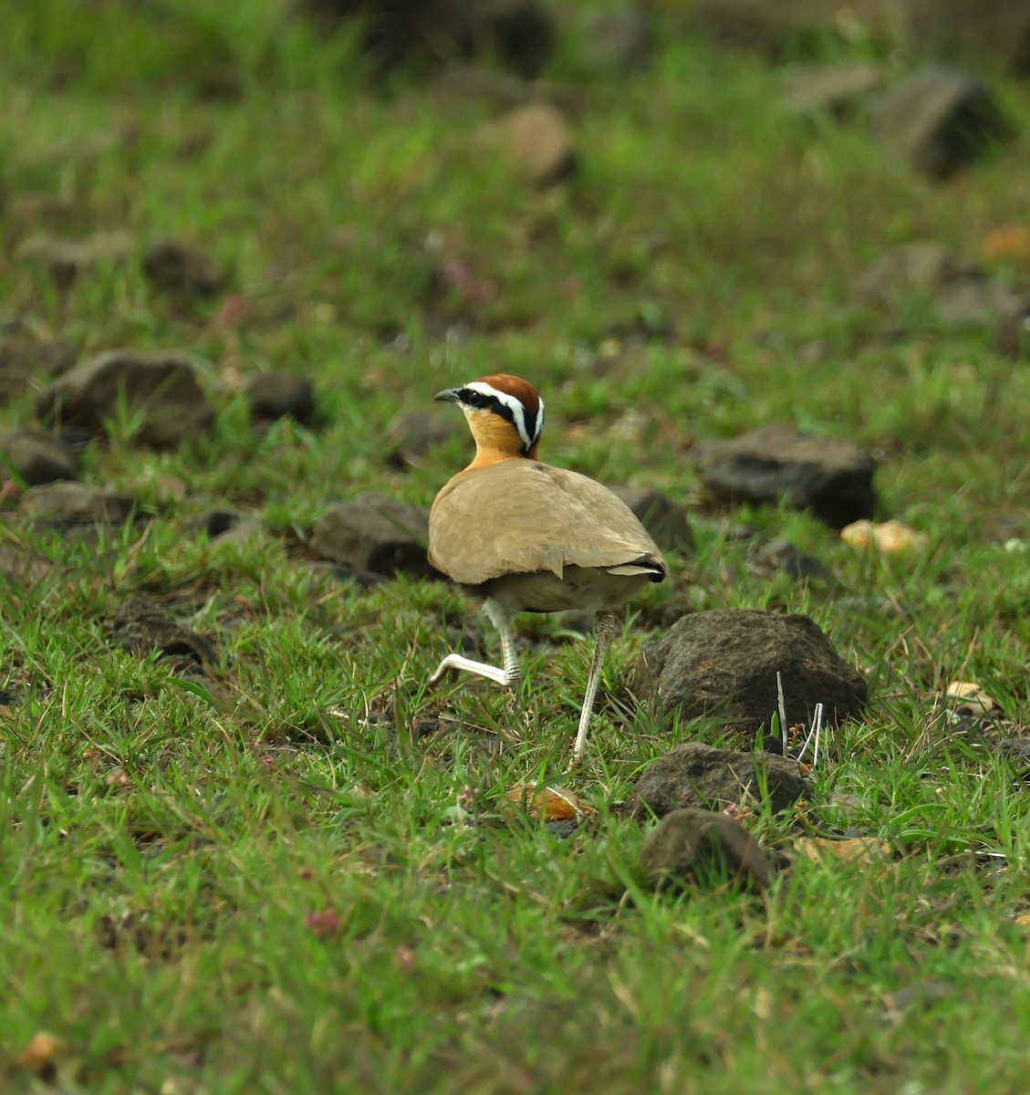Indian Courser - ML638358401